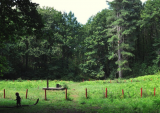 COUPE SANITAIRE EN FORÊT COMMUNALE