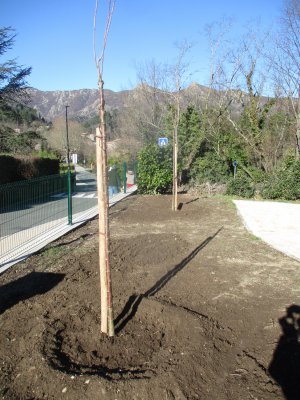 Plantation d'arbres au Parc Marie Sauzet