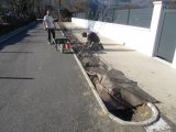 La plantation d'arbres et d'arbustes : la dernière étape du chantier d'aménagement du quartier des Sausses