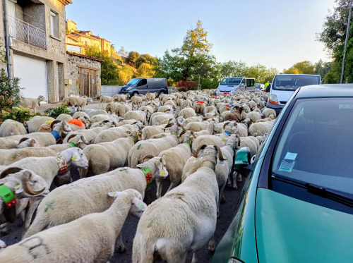 Les moutons sont de passage à Jaujac !