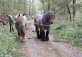 Du débardage à cheval dans la forêt communale de Jaujac !