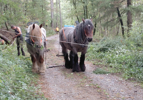 Du débardage à cheval dans la forêt communale de Jaujac !