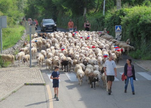 La Fête de la transhumance à Jaujac : une vitrine pour les éleveurs de moutons et la ruralité