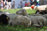 Plus de 4 000 visiteurs pour la Fête de la transhumance au Domaine de Rochemure