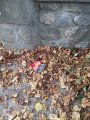 Journée de ramassage des déchets ce 21 septembre